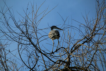 A close up of a Grey Heron