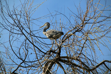 A close up of a Grey Heron