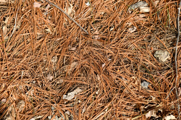 nature dry leaves fallen leaves botanical autumn background