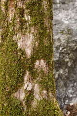 botanical nature scenery outside leaf green tree