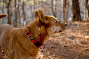 brown dog animal pet nature pretty cute 