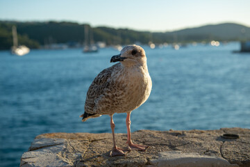 Möwe