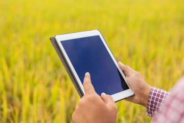 Smart farmer using a technology for studying and development agriculture paddy field. The farmer checking growth quality of rice paddy field