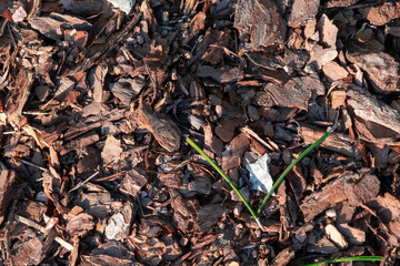 Background of tree bark. Peeling bark with a blade of grass on the ground. Eco-friendly soil fertilizer.