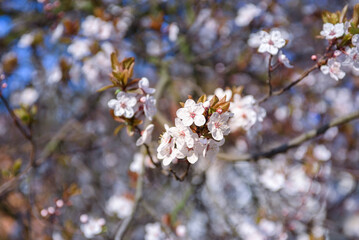 Blooming fruit trees. Blooming cherry flowers close up. spring background.