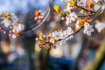 Obraz premium Blooming fruit trees. Blooming cherry flowers close up. spring background.
