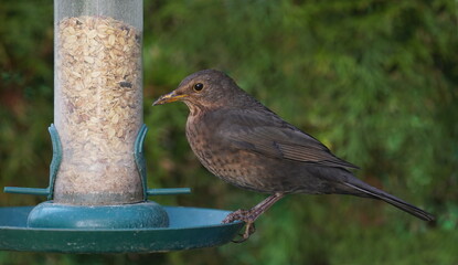blackbird at the feed silo,amsel am futtersilo