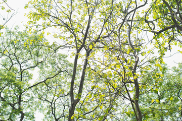 a forest with brightly colored leaves sunlight cool air