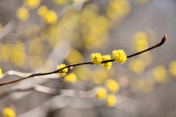 ginger flower botanical nature early spring