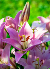 Fototapeta premium Beautiful pink lilies are popular among profusely blooming bulbous plants in garden design.