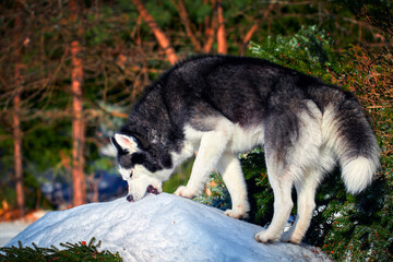 Husky dog gnaws on snow. Siberian husky eats snow on a walk in the sunny winter forest.