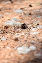 pine cone insect nature outside nest creature brown wild macro