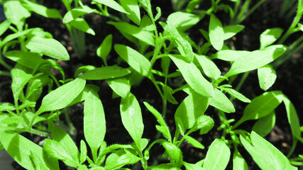Young vegetable seedlings of tomatoes grow in a tray. Growing vegetables at home
