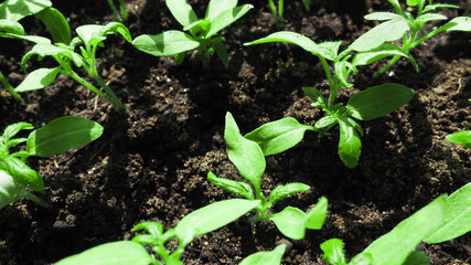 Young vegetable seedlings of tomatoes grow in a tray. Growing vegetables at home