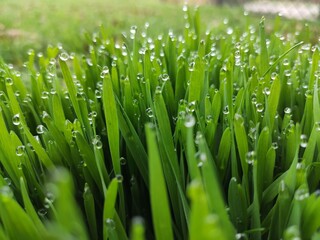 Fototapeta na wymiar Fresh spring grass