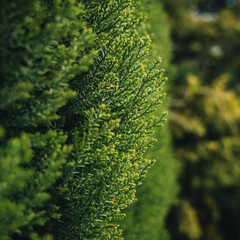 Arborvitae