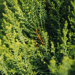 Arborvitae
