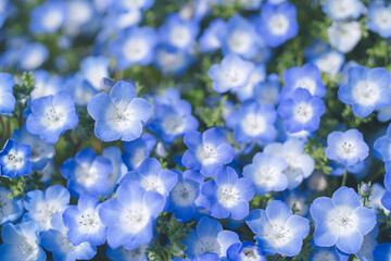 満開のネモフィラ 青い花の海 - 春四月の福岡県海の中道海浜公園花桟橋