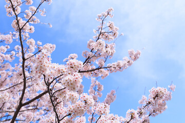 桜の花と青空