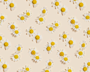 Natural summer chamomile flowers, minimal floral pattern on beige background. Layout with small fresh white daisy blossoms. Spring nature concept, summer seasonal field flower, top view