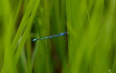 blue dragonfly on a green leaf