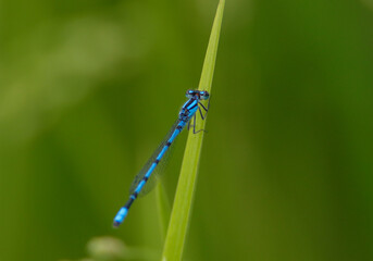 blue dragonfly on a green grass