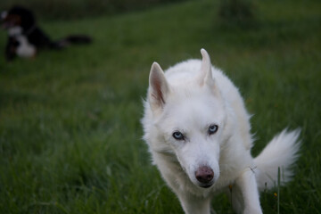 Obraz premium Husky walking in the yard wither Bernese in background