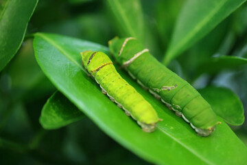 An Early 5th Instar Lime Swallowtail Caterpillar with a Late 5th One (Bigger) Resting on the Lime...