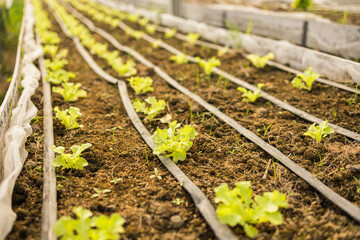 Green oak vegetable plots use a drip system along a hose. It is an applied and integrated vegetable growing in agricultural greenhouses.