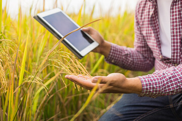 Male hand tenderly touching a young rice in the paddy field with sunset background. Smart farmer using a technology for development agriculture. The farmer checking quality of rice paddy field