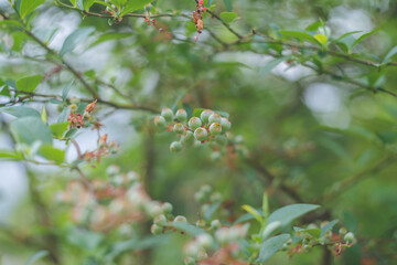 実り始めたブルーベリーの緑色の果実