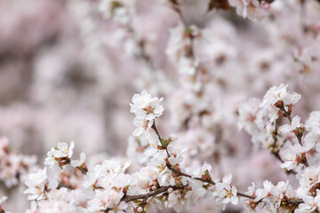 Cherry blossoms in the park in spring