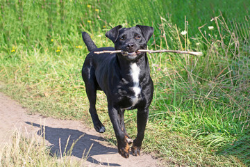 Black terrier carries stick on the mouth and green grass as background