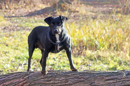 Black terrier on the tree
