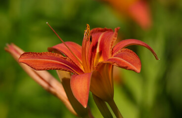 Pedals of the Daylily