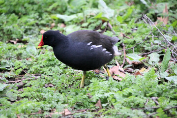 A close up of a Moorhen