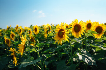 Field of blooming sunflowers. Organic and natural floral background. Agricultural on a sunny day.