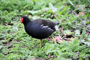 A close up of a Moorhen