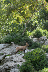 sarrio en el pirineo aragones