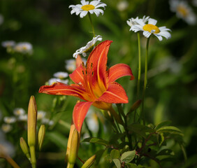 Daylily with Daisies