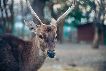 Closeup beautiful sika male deer or spotted deer on blur background looking at camera. High quality...