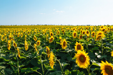 Field of blooming sunflowers. Organic and natural floral background. Agricultural on a sunny day.