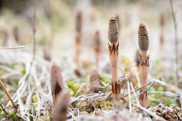 Horsetail
