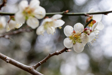 Japanese plum blossom