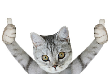 Kitten shows thumbs up gesture. isolated on white background
