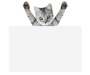 Scottish cat hiding behind the poster. Isolated white background. Kitten holding the poster