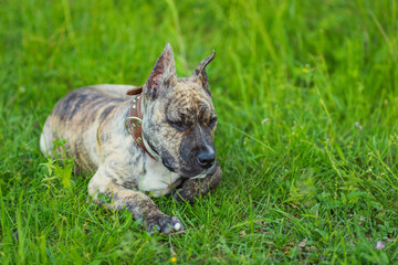 pit bull dog lies in the green grass