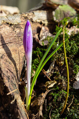Sunlit purple crocus flowers, Crocus tommasinianus, Barr's purple, blooming in Spring, side view, green foliage background