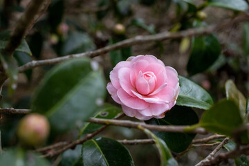 Camellia