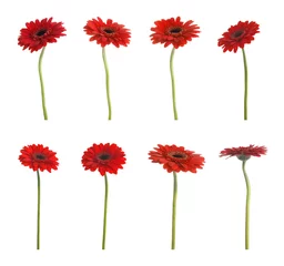 Poster Set of beautiful red gerbera flowers on white background © New Africa